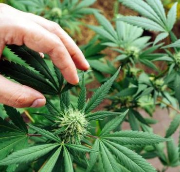 Best Strains For Anxiety