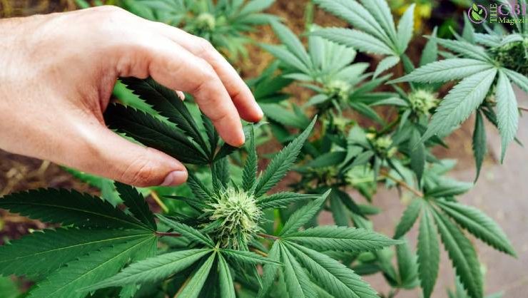 Best Strains For Anxiety