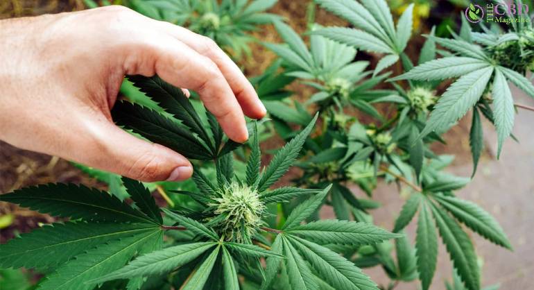 Best Strains For Anxiety