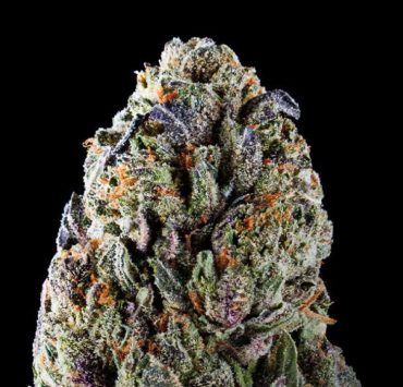 Black Runtz Strain