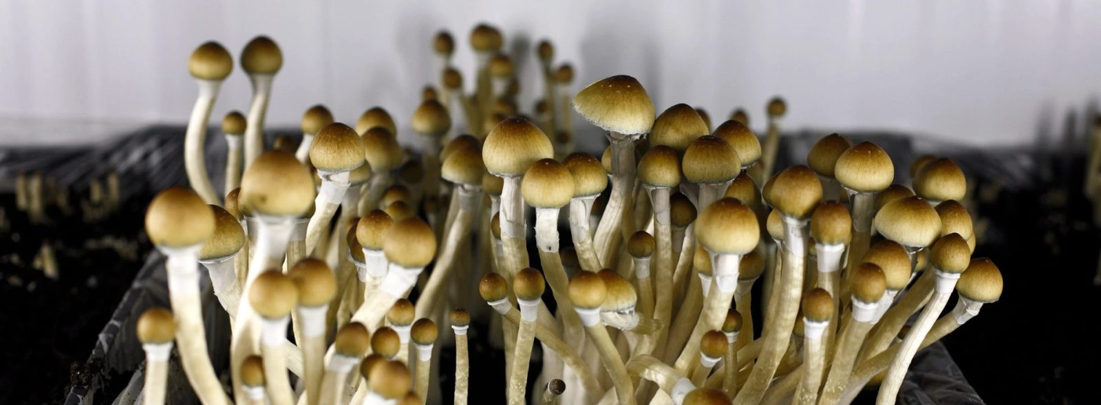 Magic Mushroom Renaissance