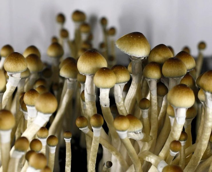 Magic Mushroom Renaissance