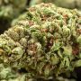 Motorbreath Strains