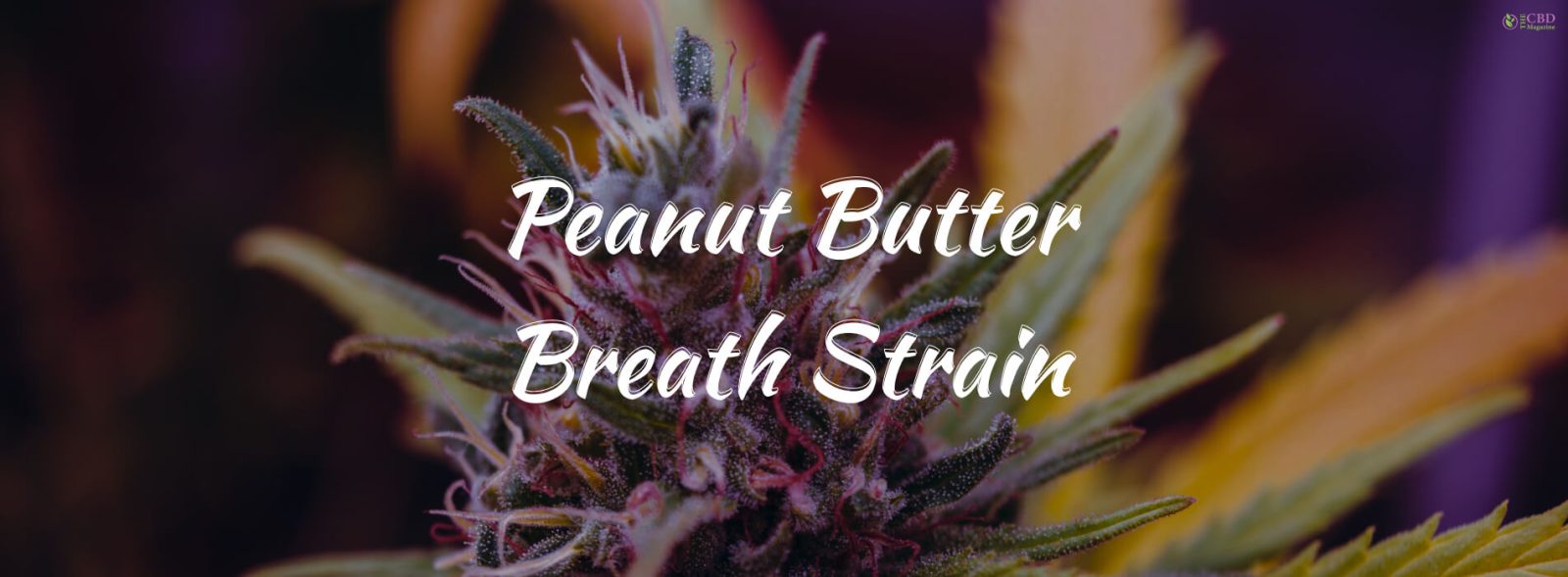 Peanut Butter Breath Strain