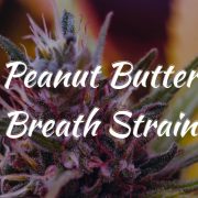 Peanut Butter Breath Strain