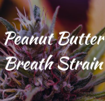 Peanut Butter Breath Strain