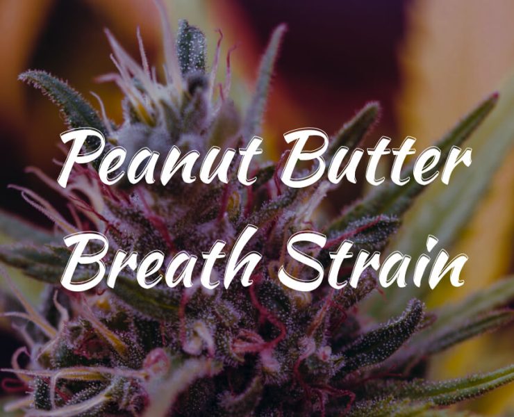 Peanut Butter Breath Strain
