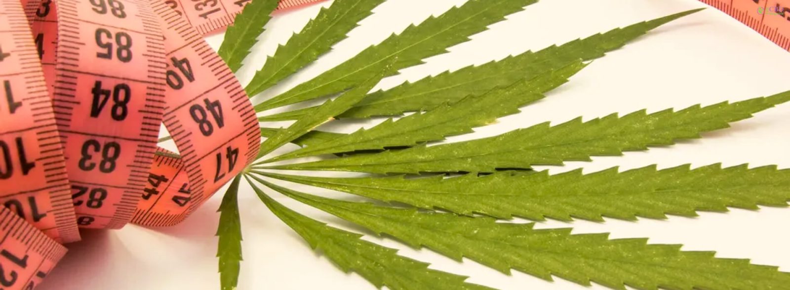 does weed make you gain weight