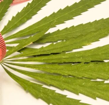 does weed make you gain weight