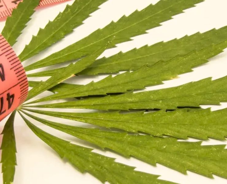 does weed make you gain weight