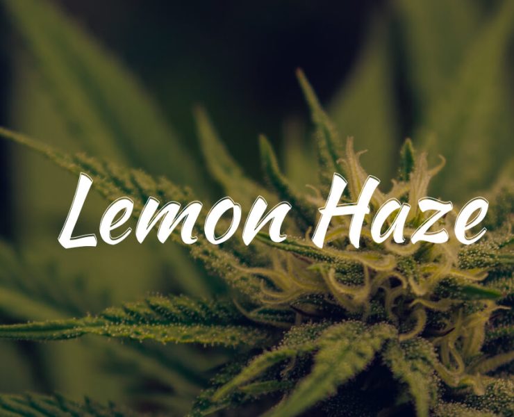 lemon haze