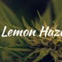 lemon haze