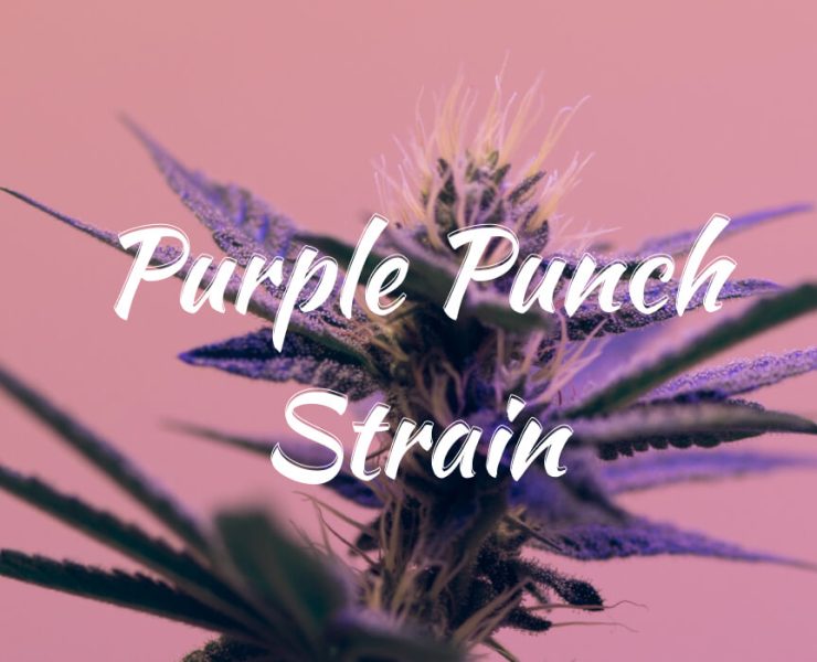 purple punch