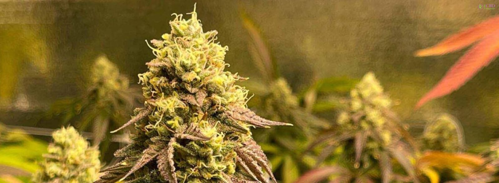 what does hybrid weed do