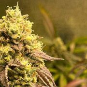 what does hybrid weed do