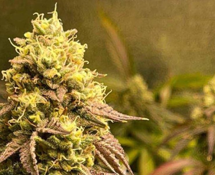 what does hybrid weed do