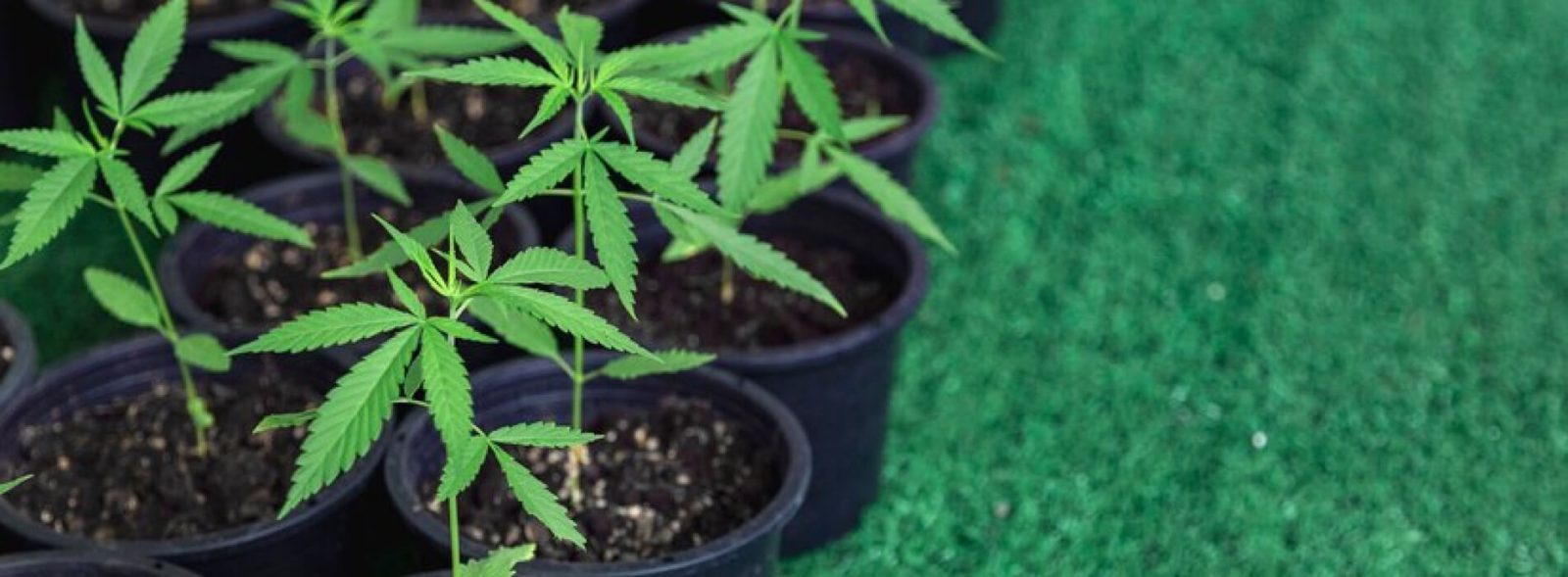 How To Germinate Weed Seeds