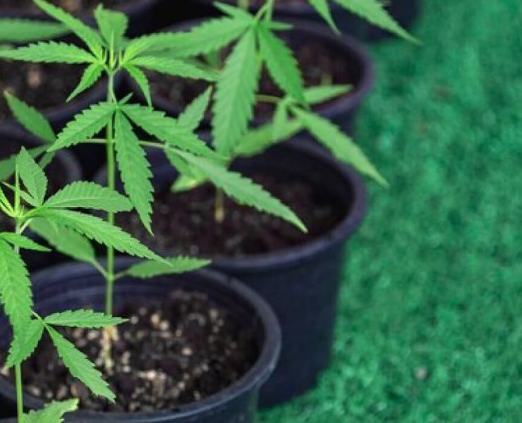 How To Germinate Weed Seeds