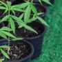 How To Germinate Weed Seeds