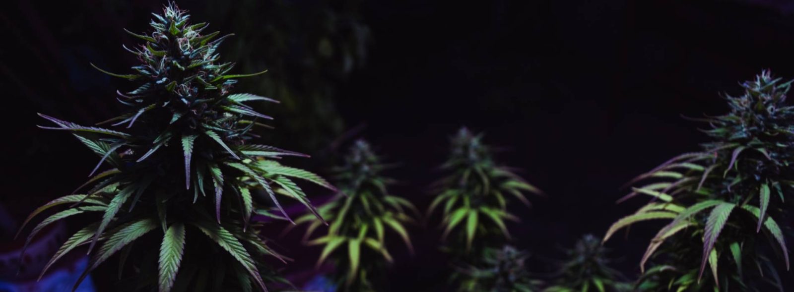 black diamond strain