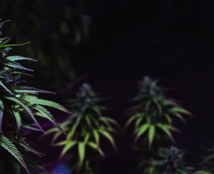 black diamond strain