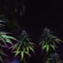 black diamond strain