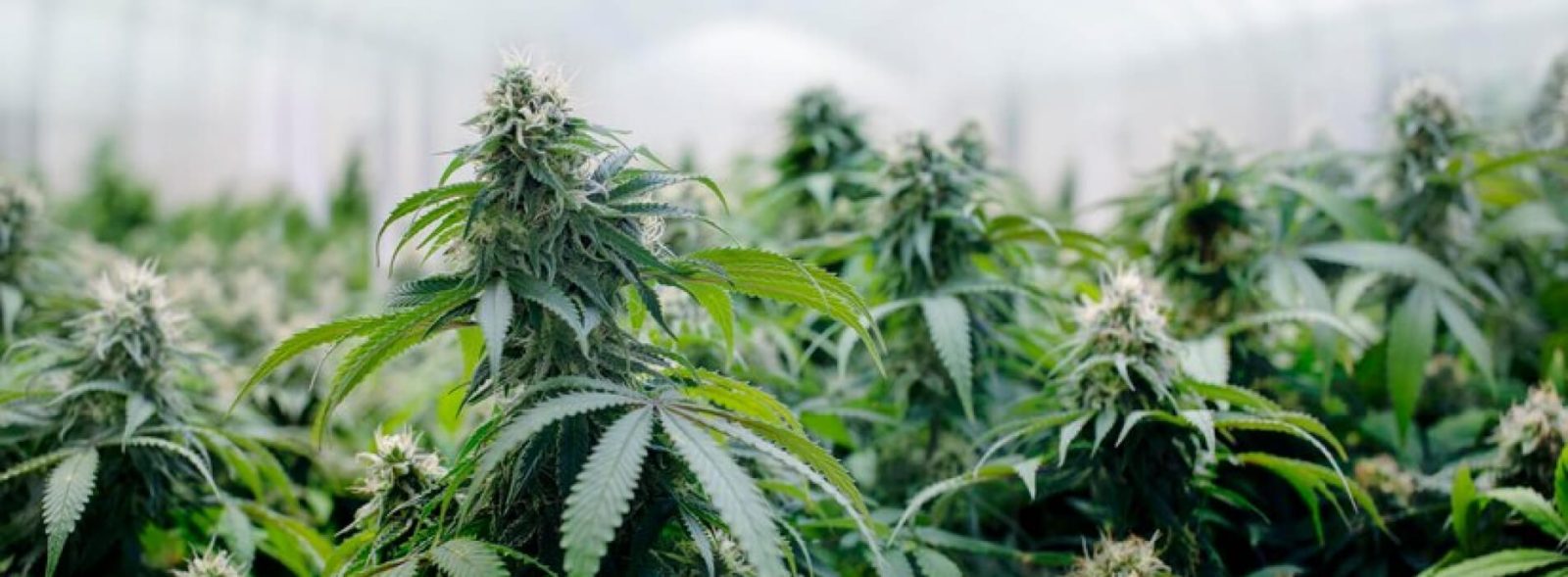 is weed legal in florida