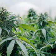 is weed legal in florida