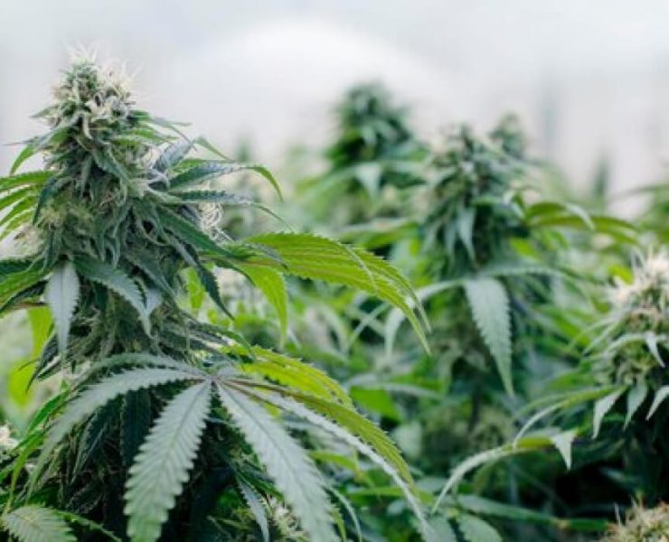 is weed legal in florida