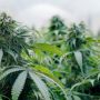 is weed legal in florida