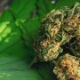Crescendo Strain