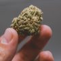 Donny Burger Strain