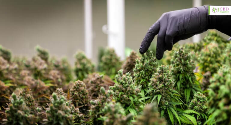 Factors That Determine Marijuana Yield