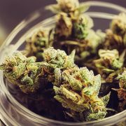 Forbidden Fruit Strain