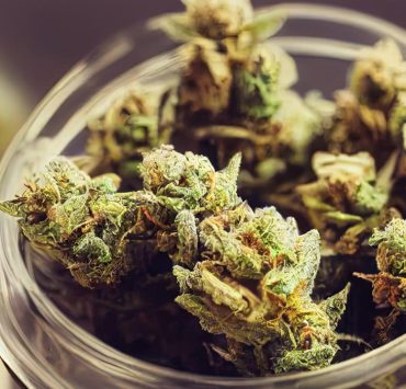 Forbidden Fruit Strain