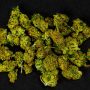 Grape Gas Strain