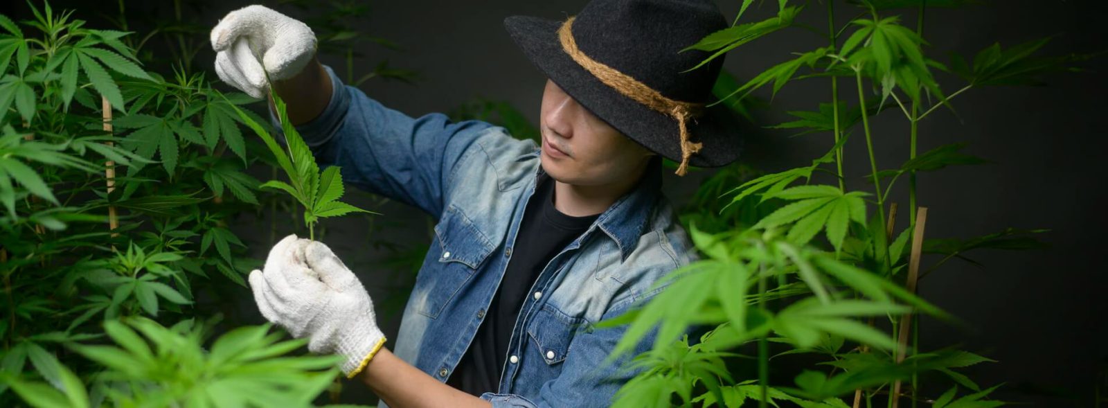 How Much Weed Does One Plant Yield