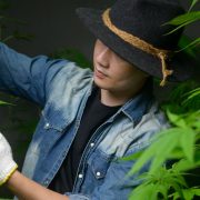 How Much Weed Does One Plant Yield