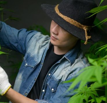 How Much Weed Does One Plant Yield