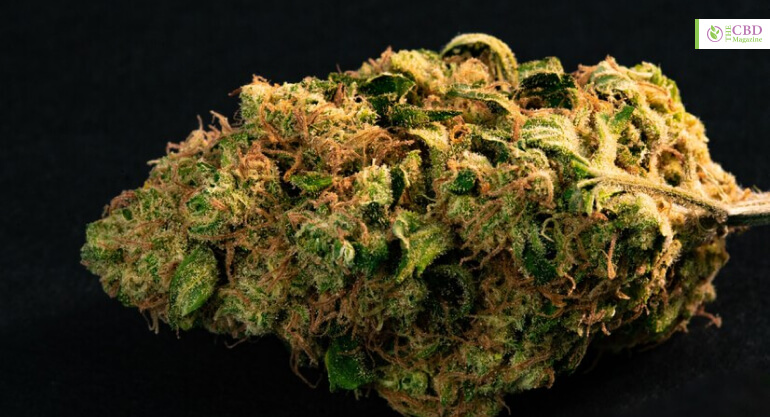 Overview Of The Strain