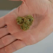 What Is THCa Flower and Why Is It Becoming Popular Among Youngsters