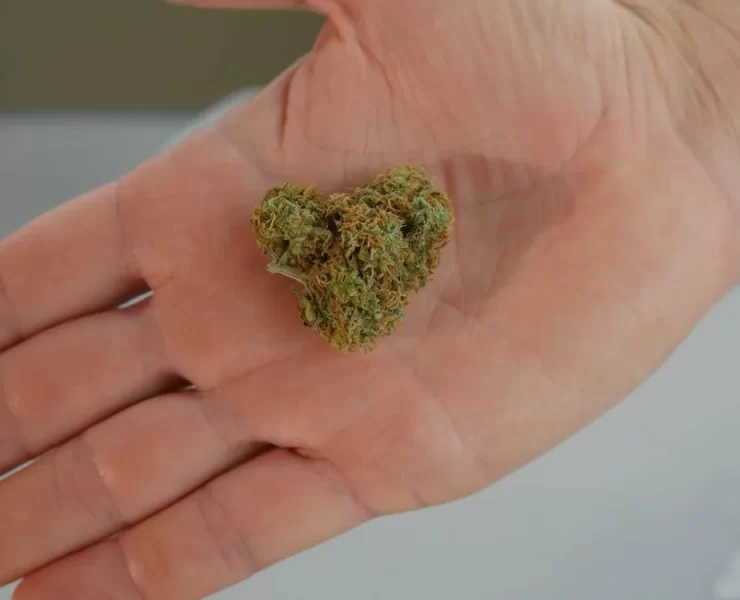 What Is THCa Flower and Why Is It Becoming Popular Among Youngsters