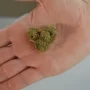 What Is THCa Flower and Why Is It Becoming Popular Among Youngsters