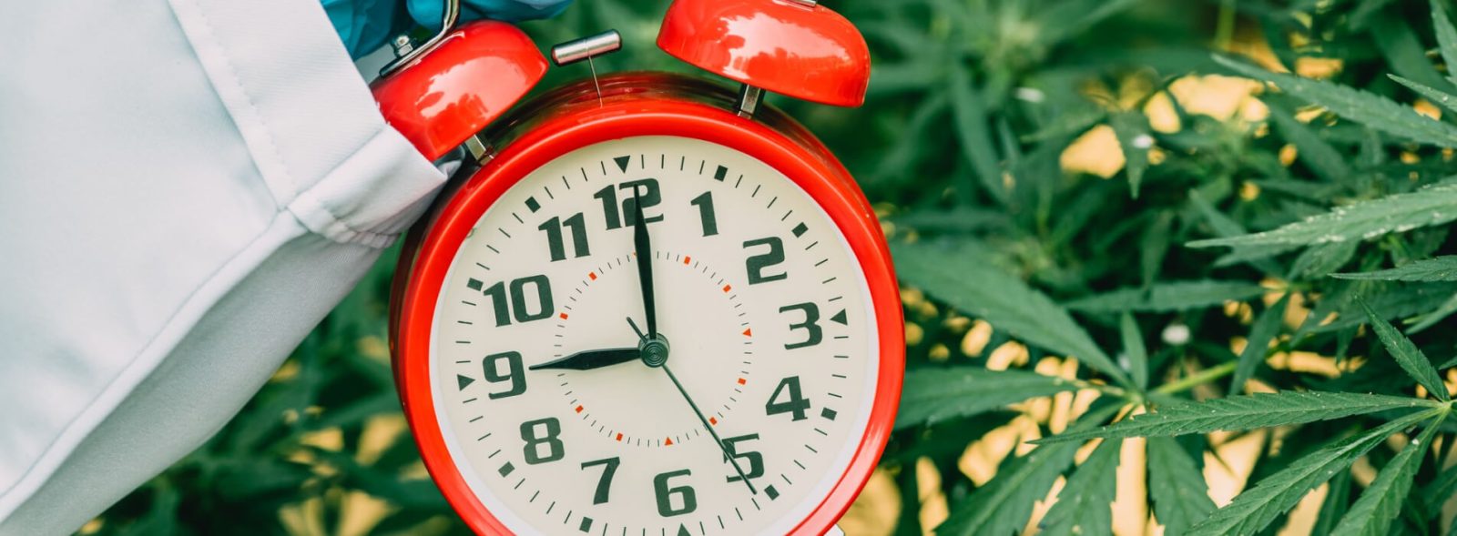 how long does thc-o last