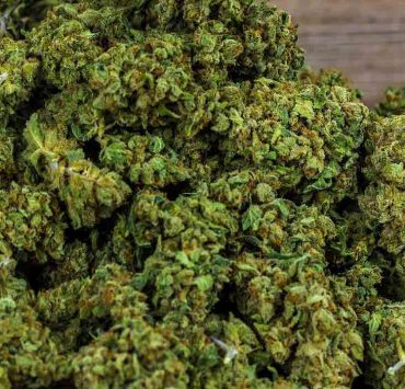 rainbow sherbet strain