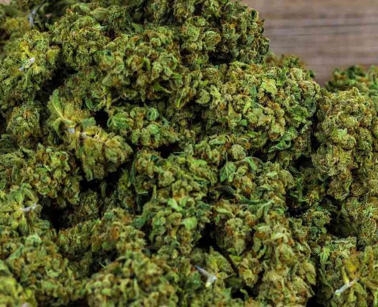 rainbow sherbet strain