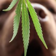 CBD Dosage For Dogs