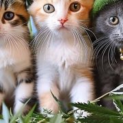 CBD oil for cats
