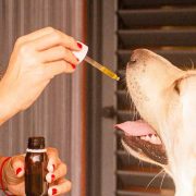 CBD oil for dogs with cancer