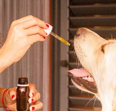 CBD oil for dogs with cancer